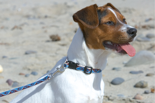Muddy Paws minta