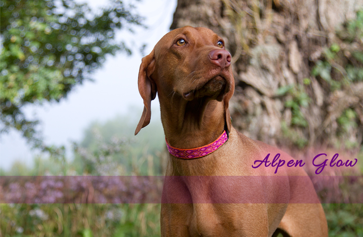 Alpen Glow