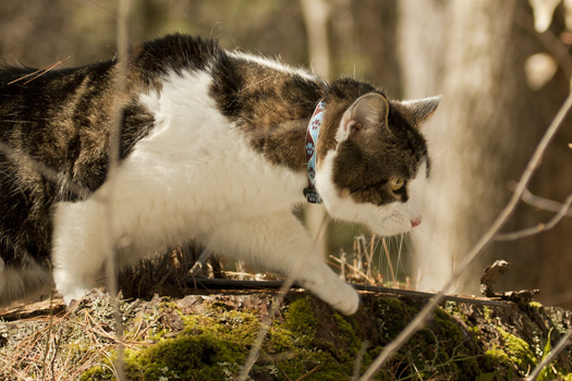 Muddy Pawscat